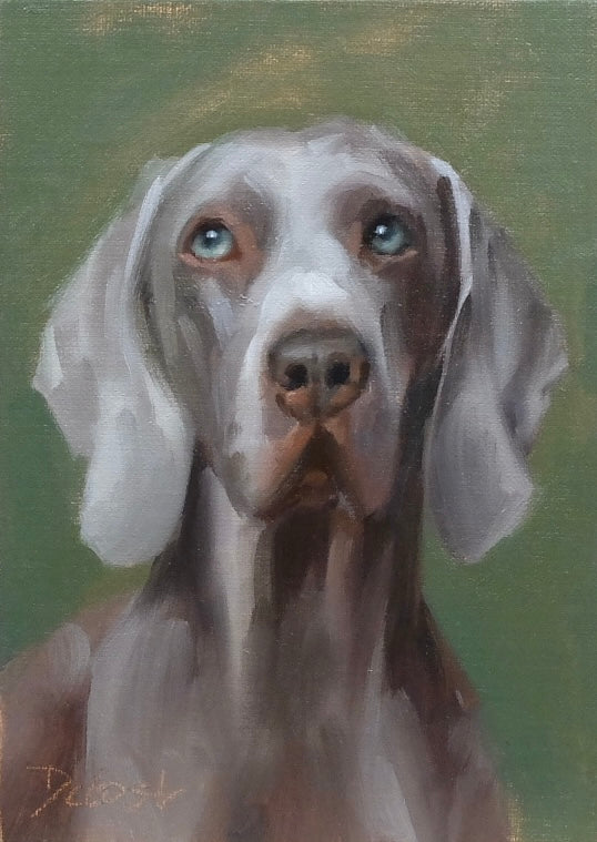 Weimaraner