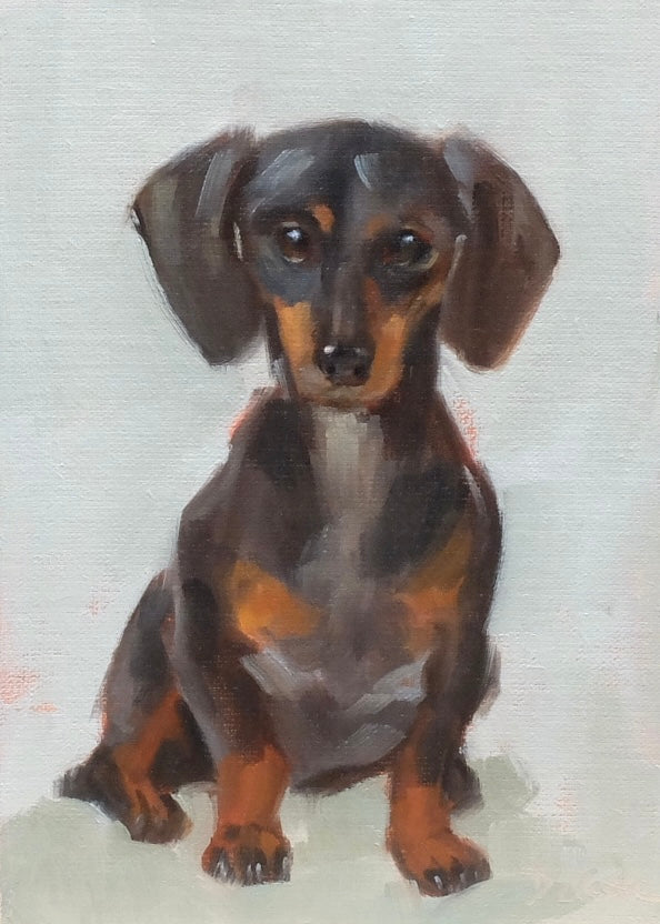 Dachshund