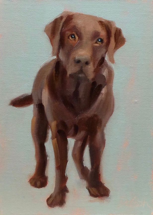 Chocolate Lab