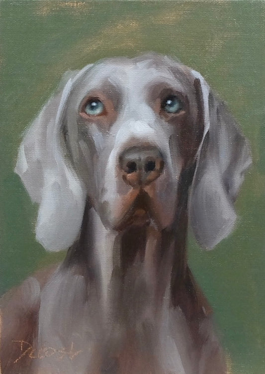 Weimaraner