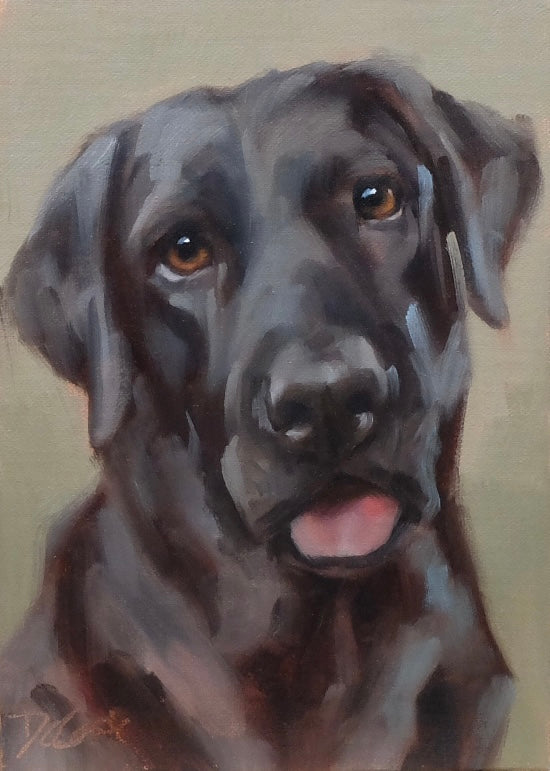 Black Labrador