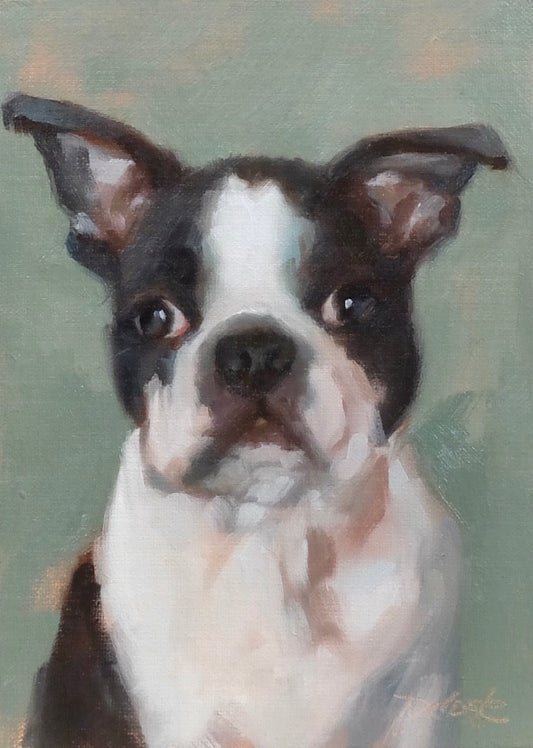 boston Terrier