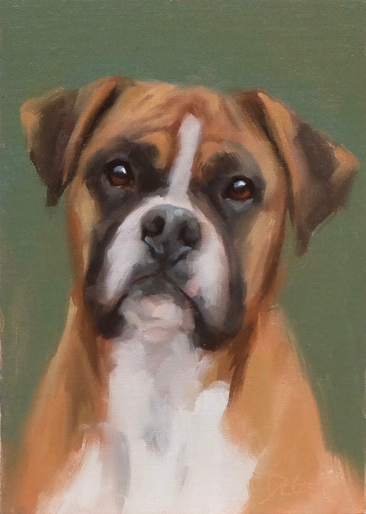 Boxer