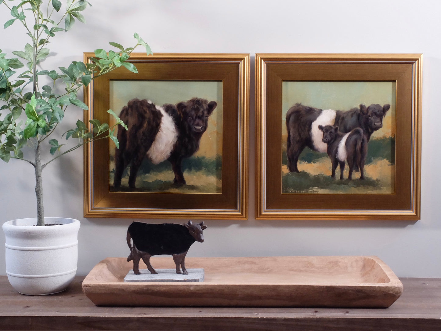 Cookies & Cream Belted Galloway Cows