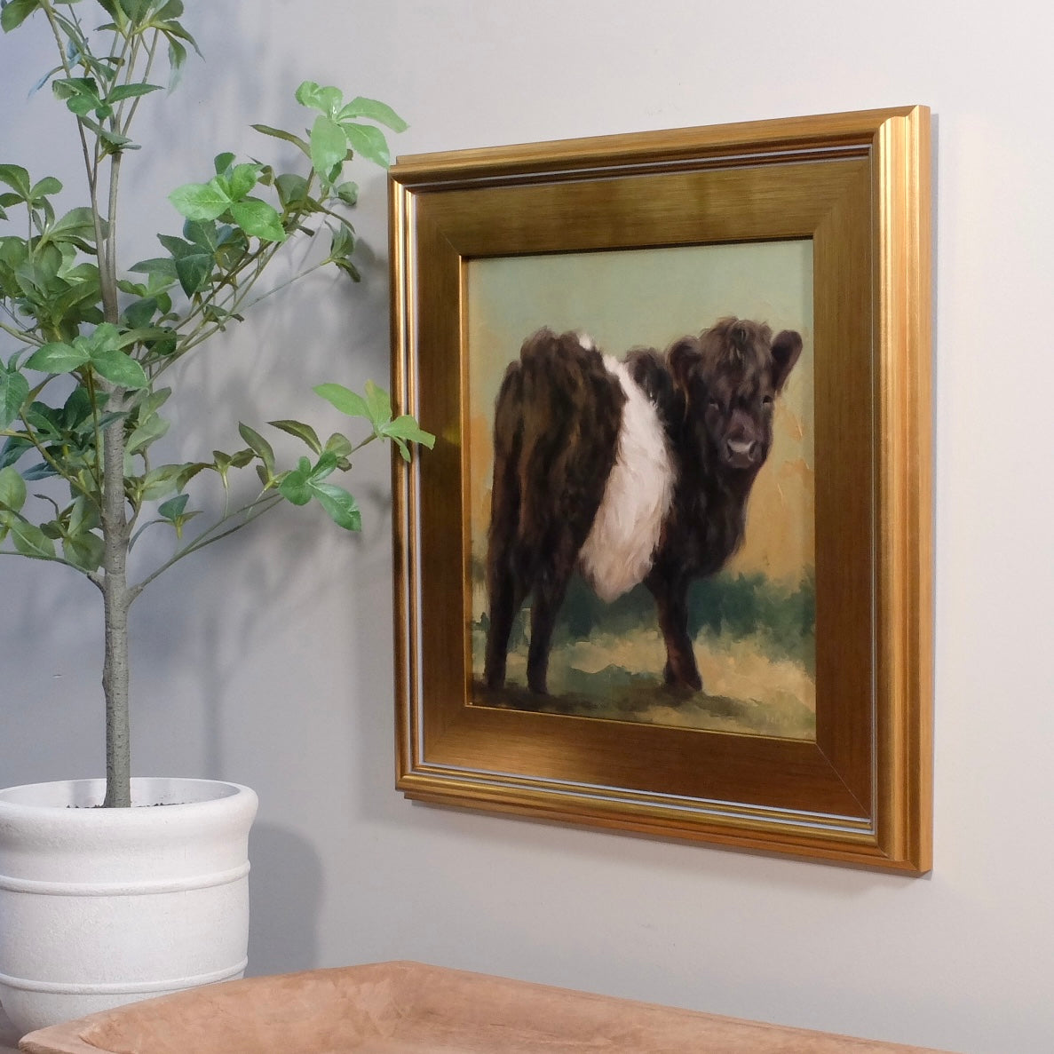 Oreo Belted Galloway cow