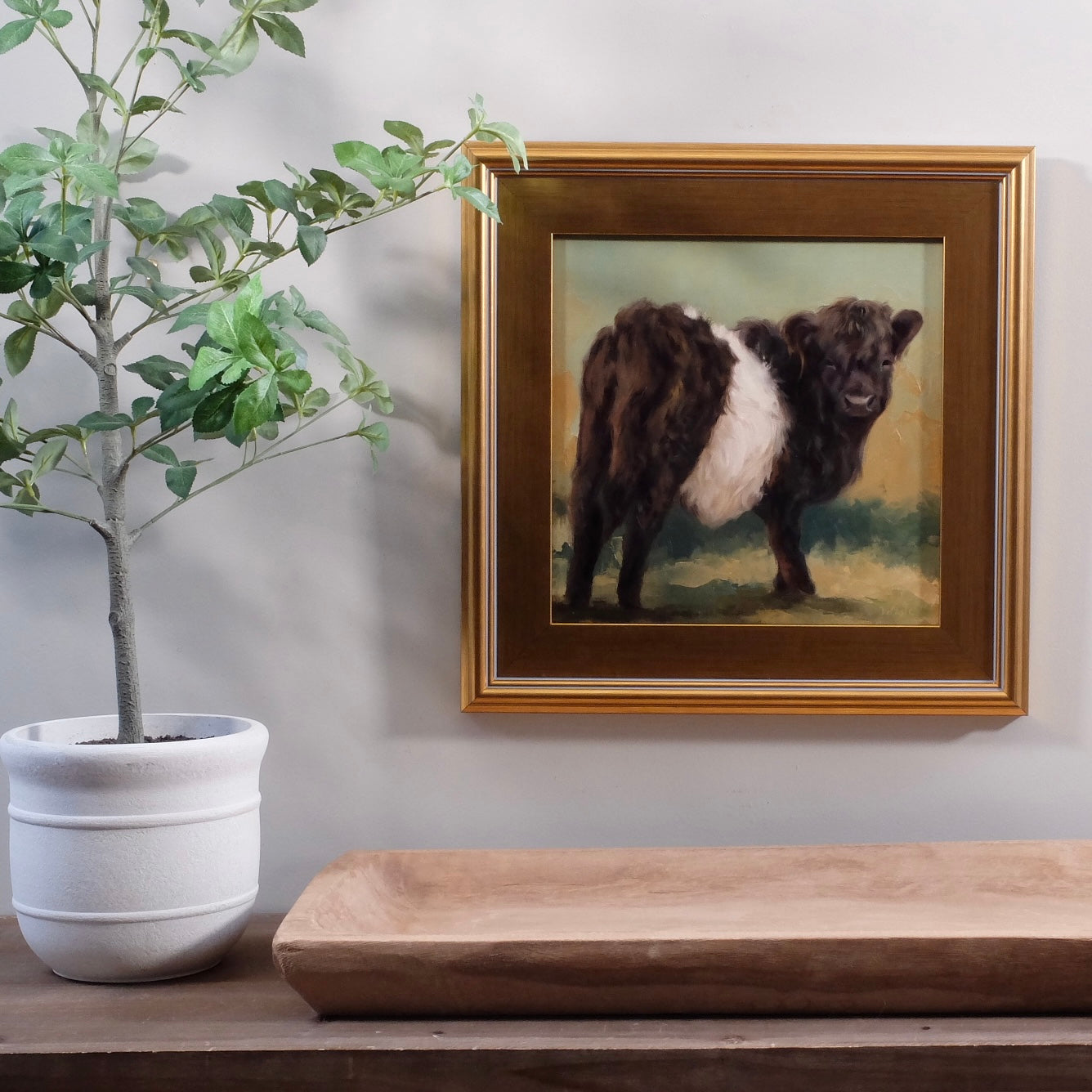 Oreo Belted Galloway cow