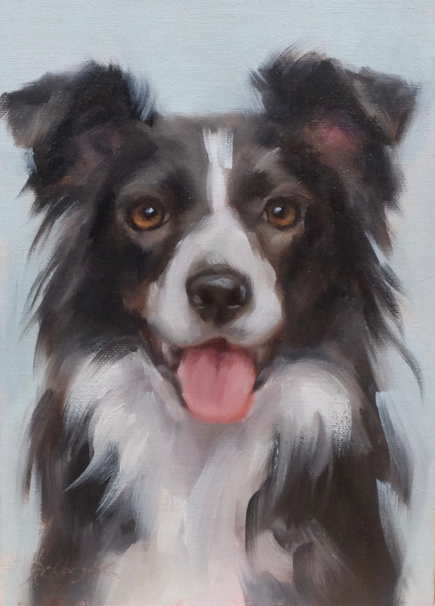 Border Collie