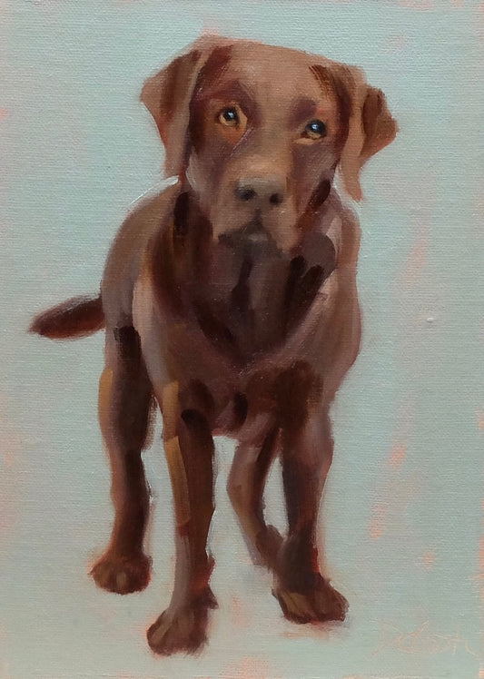 Chocolate Lab