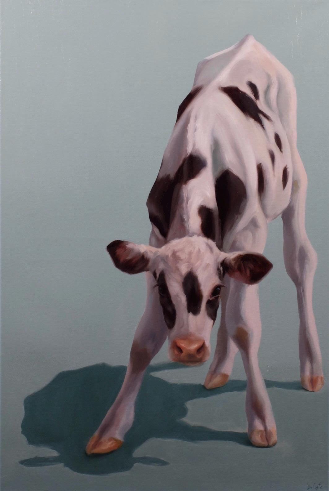 Tipsy black and white calf
