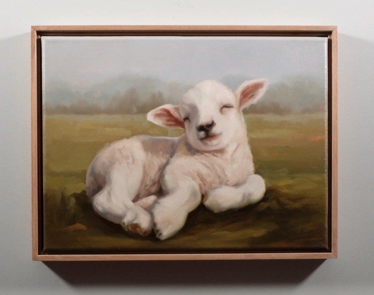 Chillin’ , lamb basking in the sun