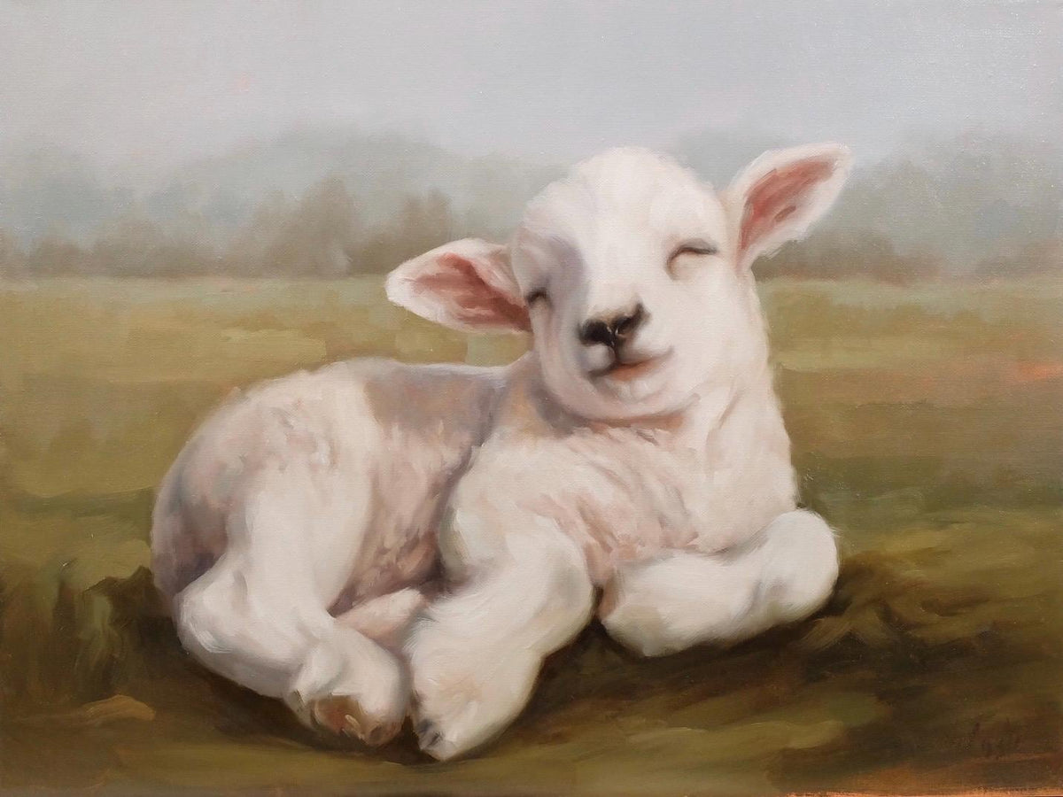 Chillin’ , lamb basking in the sun